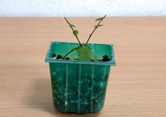 ケヤキ盆栽の2本芽は2本立ち箒づくりの作り方-1｜ベランダで楽しむミニ盆栽の盆栽教室・Zelkova serrata bonsai school