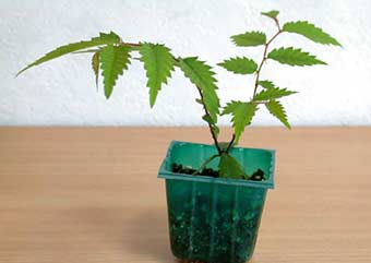 ケヤキ盆栽の2本芽は2本立ち箒づくりの作り方-2｜ベランダで楽しむミニ盆栽の盆栽教室・Zelkova serrata bonsai school