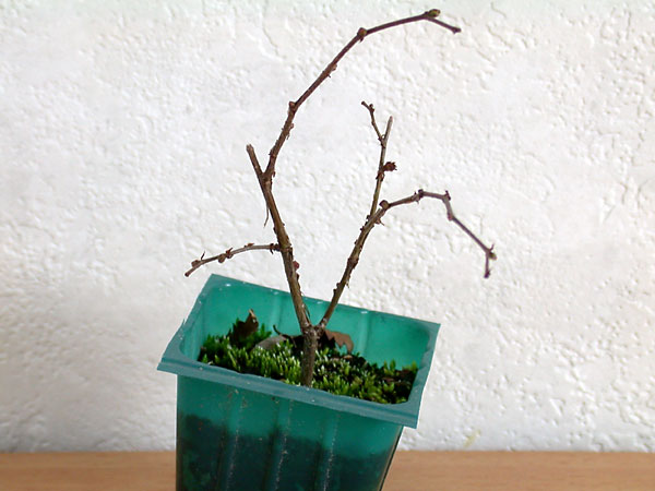 ケヤキ盆栽の2本芽は2本立ち箒づくり-３｜ベランダで楽しむミニ盆栽の欅盆栽の育て方・作り方教室・Zelkova serrata bonsai school