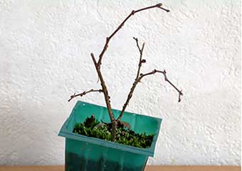 ケヤキ盆栽の2本芽は2本立ち箒づくりの作り方-3｜ベランダで楽しむミニ盆栽の盆栽教室・Zelkova serrata bonsai school