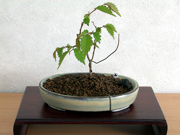 ケヤキ盆栽の2本芽は2本立ち箒づくり-４｜ベランダで楽しむミニ盆栽の欅盆栽の育て方・作り方教室・Zelkova serrata bonsai school