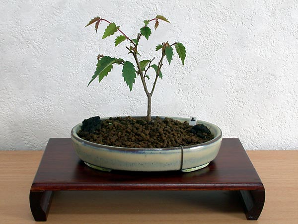 ケヤキ盆栽の2本芽は2本立ち箒づくり-5|ベランダで楽しむミニ盆栽の欅盆栽の育て方・作り方教室・Zelkova serrata bonsai school