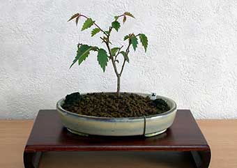 ケヤキ盆栽の2本芽は2本立ち箒づくりの作り方-5｜ベランダで楽しむミニ盆栽の盆栽教室・Zelkova serrata bonsai school