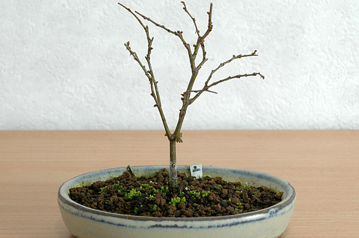 ケヤキ盆栽の2本芽は2本立ち箒づくり-7｜ベランダで楽しむミニ盆栽の欅盆栽の育て方・作り方教室・Zelkova serrata bonsai school