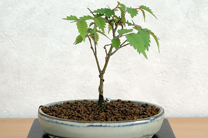 ケヤキ盆栽の2本芽は2本立ち箒づくり｜ベランダで楽しむミニ盆栽の欅盆栽の育て方・作り方教室・Zelkova serrata bonsai school