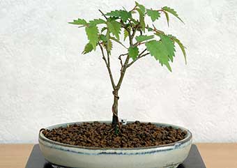 ケヤキ盆栽の2本芽は2本立ち箒づくりの作り方-8｜ベランダで楽しむミニ盆栽の盆栽教室・Zelkova serrata bonsai school