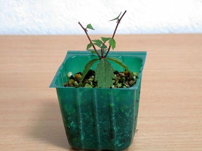 ケヤキ盆栽の4本芽は2本立ち箒づくりか芯立ち箒づくり-1｜ベランダで楽しむミニ盆栽の欅盆栽の育て方・作り方教室・Zelkova serrata bonsai school