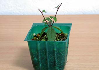 ケヤキ盆栽の4本芽は2本立ち箒づくりか芯立ち箒づくりの作り方-1｜ベランダで楽しむミニ盆栽の盆栽教室・Zelkova serrata bonsai school