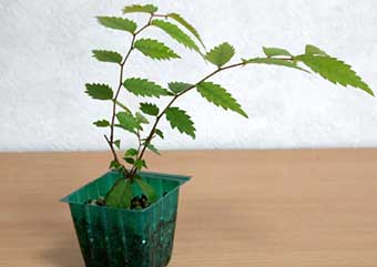 ケヤキ盆栽の4本芽は2本立ち箒づくりか芯立ち箒づくりの作り方-2｜ベランダで楽しむミニ盆栽の盆栽教室・Zelkova serrata bonsai school