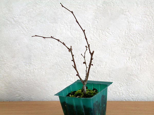 ケヤキ盆栽の4本芽は2本立ち箒づくりか芯立ち箒づくり-3｜ベランダで楽しむミニ盆栽の欅盆栽の育て方・作り方教室・Zelkova serrata bonsai school