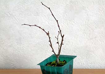 ケヤキ盆栽の4本芽は2本立ち箒づくりか芯立ち箒づくりの作り方-3｜ベランダで楽しむミニ盆栽の盆栽教室・Zelkova serrata bonsai school