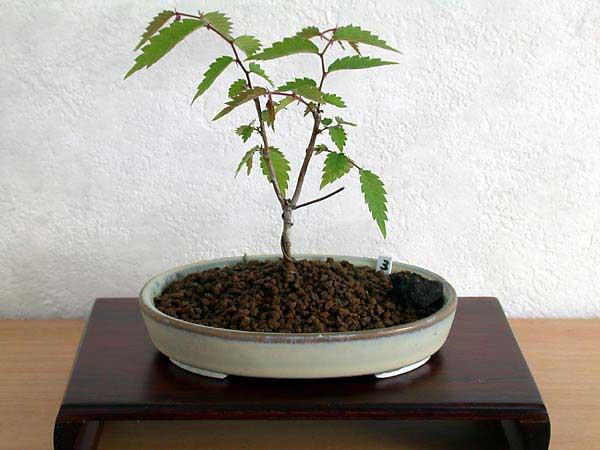 ケヤキ盆栽の4本芽は2本立ち箒づくりか芯立ち箒づくり-4｜ベランダで楽しむミニ盆栽の欅盆栽の育て方・作り方教室・Zelkova serrata bonsai school