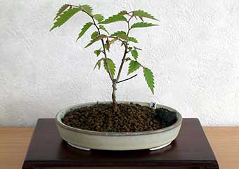 ケヤキ盆栽の4本芽は2本立ち箒づくりか芯立ち箒づくりの作り方-4｜ベランダで楽しむミニ盆栽の盆栽教室・Zelkova serrata bonsai school