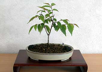 ケヤキ盆栽の4本芽は2本立ち箒づくりか芯立ち箒づくりの作り方-5｜ベランダで楽しむミニ盆栽の盆栽教室・Zelkova serrata bonsai school