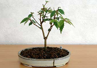 ケヤキ盆栽の4本芽は2本立ち箒づくりか芯立ち箒づくりの作り方-6｜ベランダで楽しむミニ盆栽の盆栽教室・Zelkova serrata bonsai school