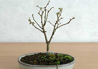 ケヤキ盆栽の4本芽は2本立ち箒づくりか芯立ち箒づくりの作り方-7｜ベランダで楽しむミニ盆栽の盆栽教室・Zelkova serrata bonsai school