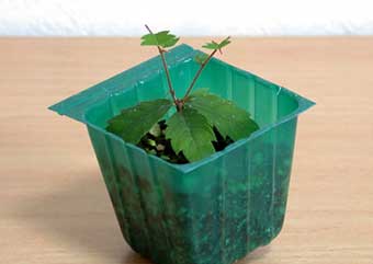 ケヤキ盆栽の3本芽は2本立ち箒づくりか芯立ち箒づくりの作り方-1｜ベランダで楽しむミニ盆栽の盆栽教室・Zelkova serrata bonsai school