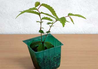 ケヤキ盆栽の3本芽は2本立ち箒づくりか芯立ち箒づくりの作り方-2｜ベランダで楽しむミニ盆栽の盆栽教室・Zelkova serrata bonsai school
