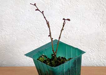 ケヤキ盆栽の3本芽は2本立ち箒づくりか芯立ち箒づくりの作り方-3｜ベランダで楽しむミニ盆栽の盆栽教室・Zelkova serrata bonsai school
