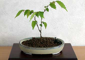 ケヤキ盆栽の3本芽は2本立ち箒づくりか芯立ち箒づくりの作り方-4｜ベランダで楽しむミニ盆栽の盆栽教室・Zelkova serrata bonsai school