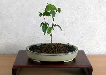 ケヤキ盆栽の3本芽は2本立ち箒づくりか芯立ち箒づくりの作り方-5｜ベランダで楽しむミニ盆栽の盆栽教室・Zelkova serrata bonsai school