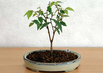 ケヤキ盆栽の3本芽は2本立ち箒づくりか芯立ち箒づくりの作り方-6｜ベランダで楽しむミニ盆栽の盆栽教室・Zelkova serrata bonsai school