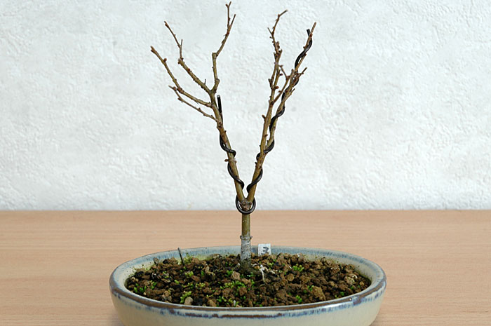 ケヤキ盆栽の3本芽は2本立ち箒づくりか芯立ち箒づくり-7｜ベランダで楽しむミニ盆栽の欅盆栽の育て方・作り方教室・Zelkova serrata bonsai school