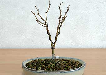 ケヤキ盆栽の3本芽は2本立ち箒づくりか芯立ち箒づくりの作り方-7｜ベランダで楽しむミニ盆栽の盆栽教室・Zelkova serrata bonsai school