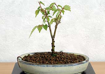 ケヤキ盆栽の3本芽は2本立ち箒づくりか芯立ち箒づくりの作り方-8｜ベランダで楽しむミニ盆栽の盆栽教室・Zelkova serrata bonsai school
